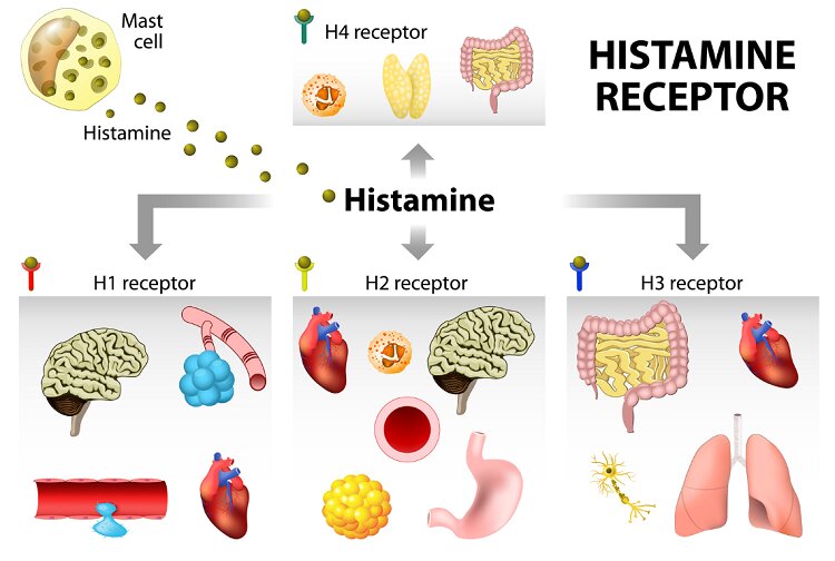 نکاتنی که باید درباره آنتی‌هیستامین‌ها بدانید | بهترین آنتی‌هیستامین‌های طبیعی کدامند؟