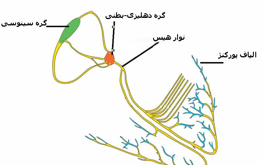 چطور دستگاه هدایتی قلب کار می‌کند