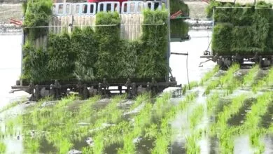کشت برنج در مازندران؛ ۱۳۰ هزار هکتار زیر کشت شالی رفت
