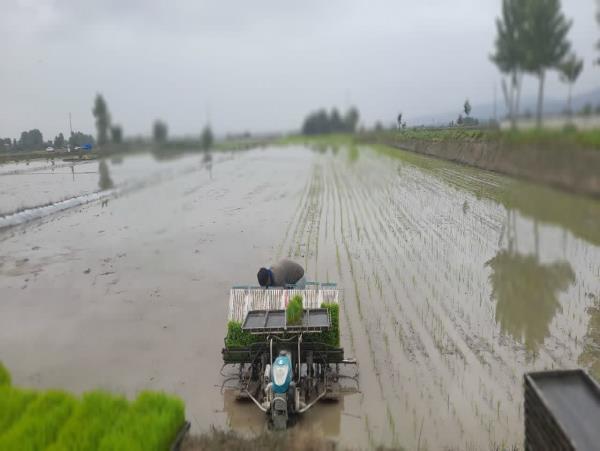 نشاکاری در ۹۲ درصد شالیزارهای آمل