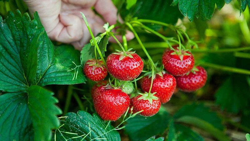 چرا باید توت فرنگی‌ را شست؟ | یک راه حل ساده و جالب