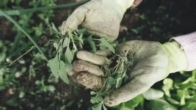 همسو پزشکی