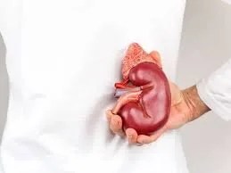 چگونه با یک کلیه سالم زندگی کنیم؟ چگونه با یک کلیه سالم زندگی کنیم؟