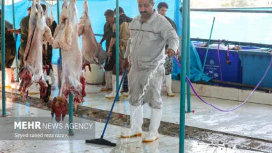 مراقب تب کنگو باشید؛ یک بیماری قابل انتقال از دام