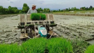 نگرانی مدیریت آب برای برنج کاران نگرانی مدیریت آب برای برنج کاران