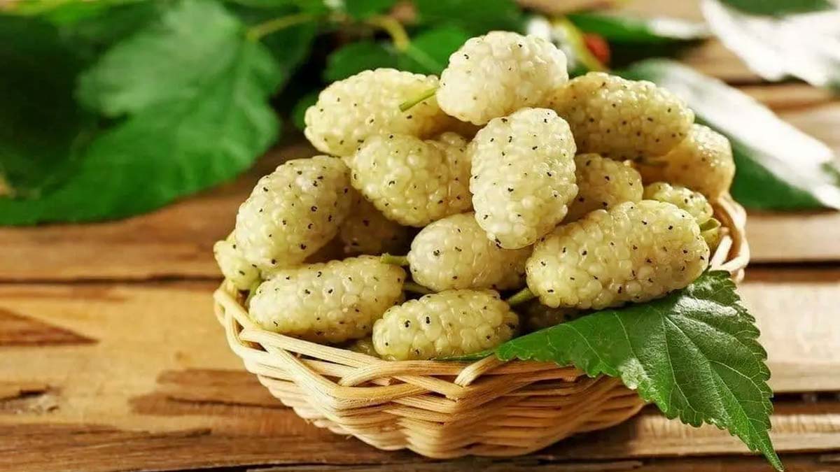 خواص توت سفید + جدول ارزش غذایی و روش‌های مصرف - کتاب کاله