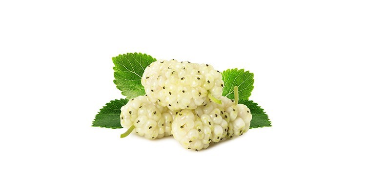 خواص و مزاج توت شیرین در طب سنتی - طبایع مرجع طب سنتی