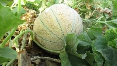 همسو پزشکی