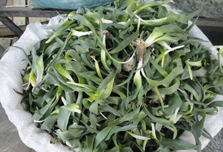 خورش گیلاخه؛ غذای اصیل کردی که هوش از سرتان می برد
