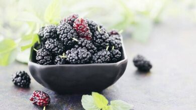 شاه توت؛ میوه‌ای ضد سرطان