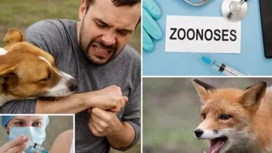 تأکید بر واکسیناسیون و مراقبتهای بهداشتی تأکید بر واکسیناسیون و مراقبتهای بهداشتی