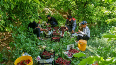 برداشت بیش از ۴۰ هزار تن گیلاس، آلبالو و زردآلو در کردستان برداشت بیش از ۴۰ هزار تن گیلاس، آلبالو و زردآلو در کردستان
