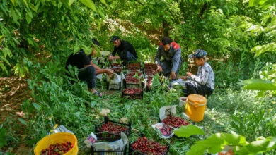 برداشت بیش از ۴۰ هزار تن گیلاس، آلبالو و زردآلو در کردستان