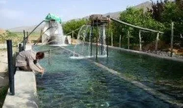رهاسازی یک میلیون و ۴۰۰ هزار قطعه بچه ماهی در استخرهای کشاورزی فارس