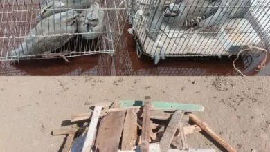 دستگیری شکارچی کبک در قروه با رصد فضای مجازی
